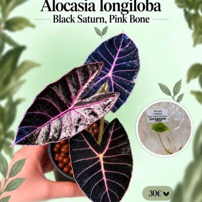 copyright: Giorgia B. (LepiantediGio)