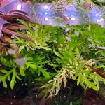 copyright: Andreas H. (AndreasAquatics)